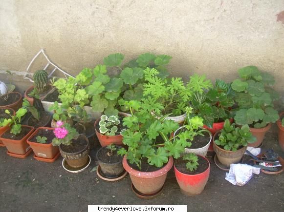 Nota pentru poza facuta de tine - 5 florile lui mami - Cafenea