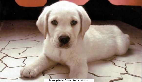 RBD la Familia[joc nou] - may se duke la un centru de adoptat animale ji - Cafenea