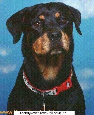 Un nou joc RBD la Familia... - ( latrand ... ce face si asta ? ) - Cafenea