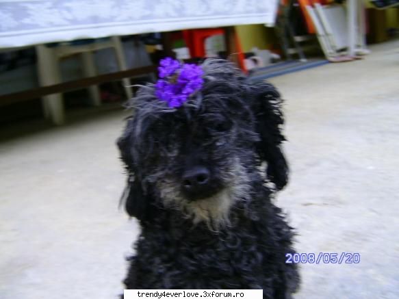 poze cu catelusha luianny(puppy sau pacho) - eu pun o poze cu puppy - Arhiva